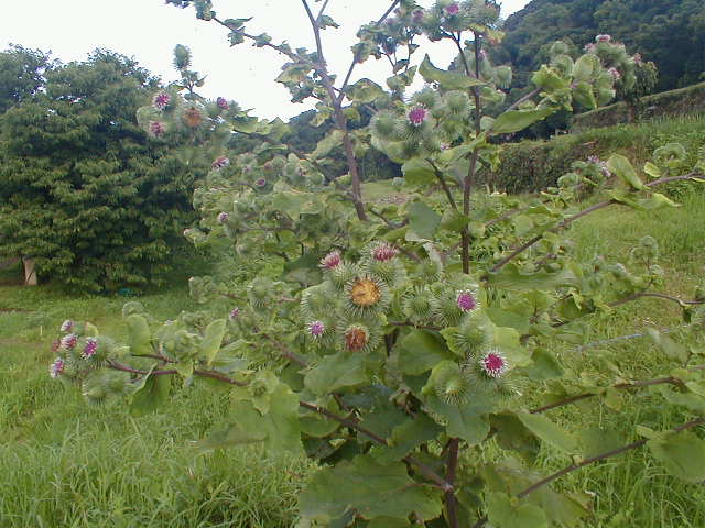 ڂ̉Ԃ̎ʐ^