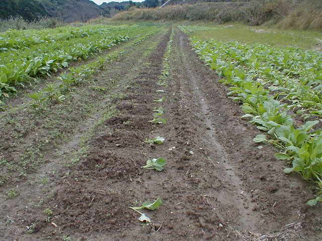 むらもと農園 農園便り