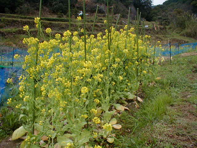 サ